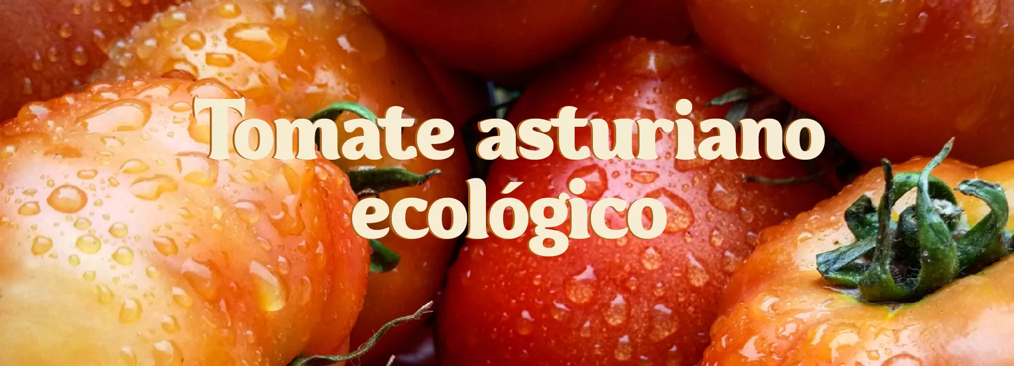 Tomate Asturiano Ecológico_mino